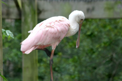 Spoonbill - Wildlife State Park