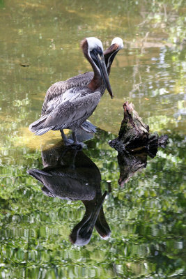 Pelicans - Wildlife State Park