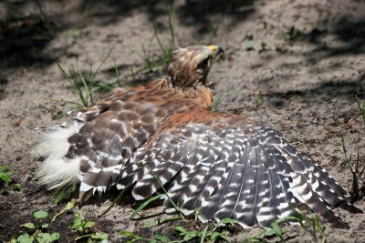 Hawk - Wildlife State Park