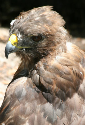 Hawk - Wildlife State Park