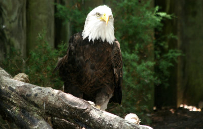 Eagle - Wildlife State Park