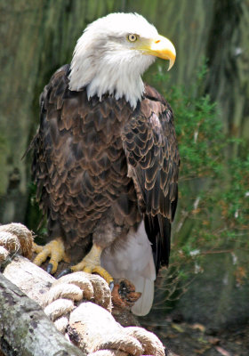 Eagle - Wildlife State Park