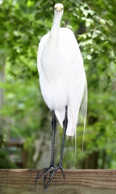 Egret - Wildlife State Park