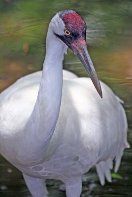 Whooping Crane - Wildlife State Park