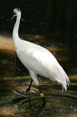 Whooping Crane - Wildlife State Park