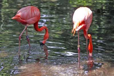 Flamingos - Wildlife State Park