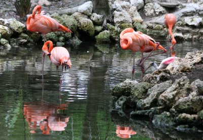 Flamingos - Wildlife State Park
