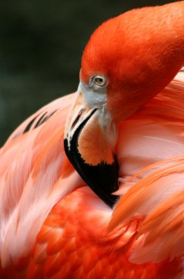 Flamingo - Wildlife State Park