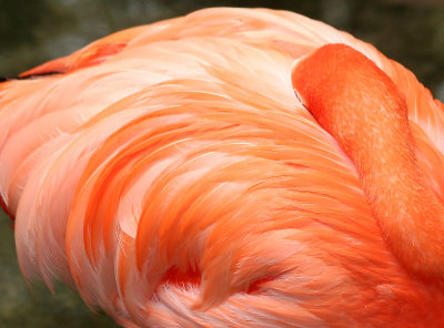 Flamingo - Wildlife State Park