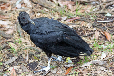 Black Vulture - Wildlife State Park