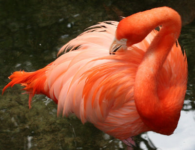 Flamingo - Wildlife State Park