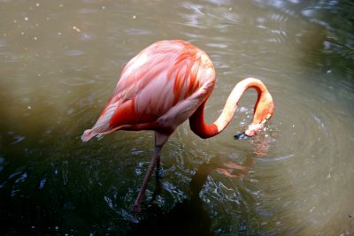 Flamingo - Wildlife State Park