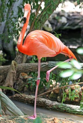 Flamingo - Wildlife State Park