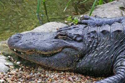 Aligator - Wildlife State Park