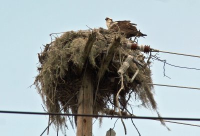 Osprey Nest - Resort Area