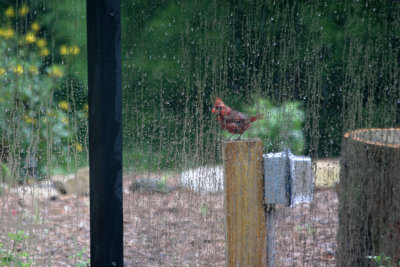 Grand Park Residential Community - Tropical Rainstorm