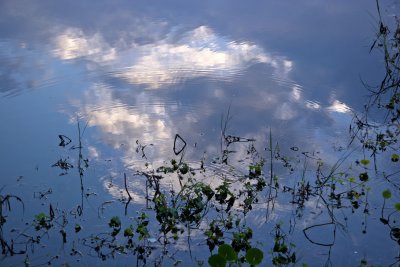 Sunrise - Rainbow Springs State Park