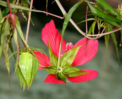 Marsh Hibiscus - Rainbow Springs State Park