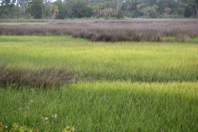 View from Cedar Key Road