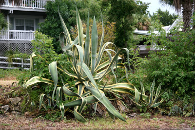 Aloe