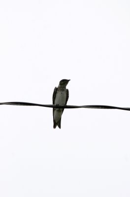 Frigatebird on a Wire