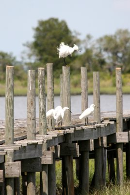 Egrets - View from Cedar Key Road