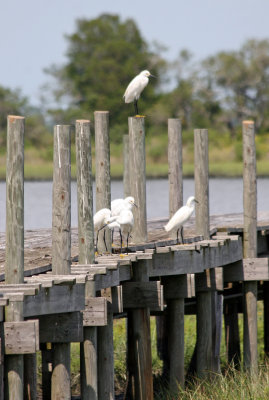 Egrets - View from Cedar Key Road