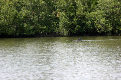 Dolphin - View from Cedar Key Road