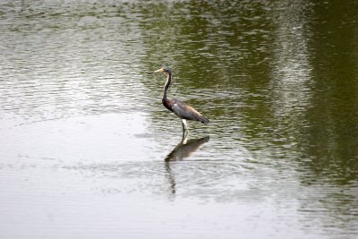 Tri Colored Heron - View from Cedar Key Road