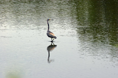 Tri Colored Heron - View from Cedar Key Road