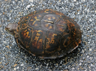 Wood Turtle - View from Cedar Key Road