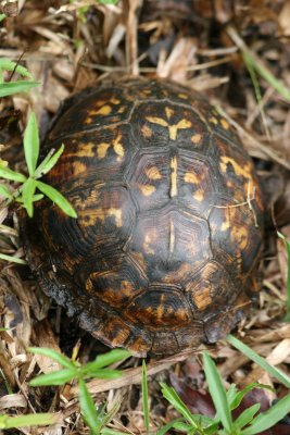 Wood Turtle Moved to the Woodside