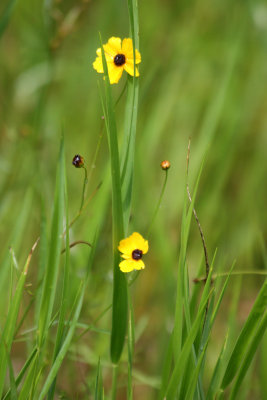 Wild Flowers - View from Cedar Key Road