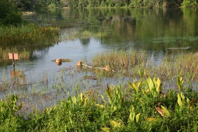 Rainbow Springs State Park