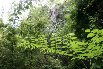 Rainbow Springs State Park