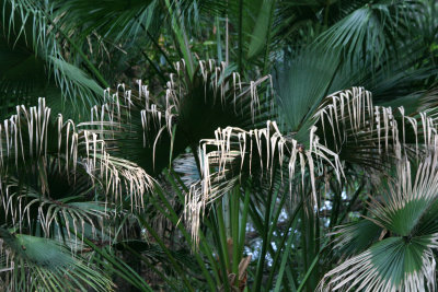 Rainbow Springs State Park
