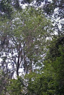 Rainbow Springs State Park