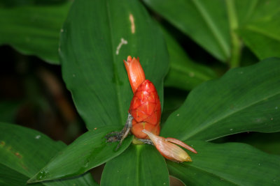 Rainbow Springs State Park