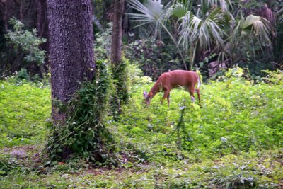 Deer - Rainbow Springs State Park