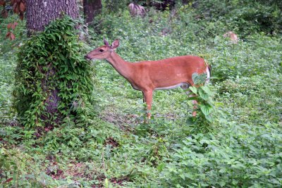 Deer - Rainbow Springs State Park