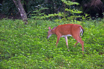 Deer - Rainbow Springs State Park