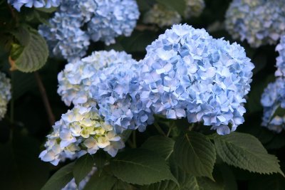 Hydrangea Blossoms