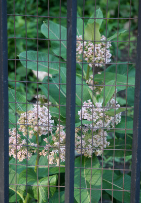 Asclepias