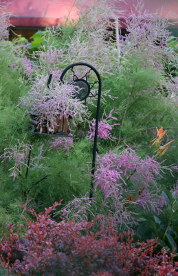 Tamarisk Tree Blossoms & Barberry