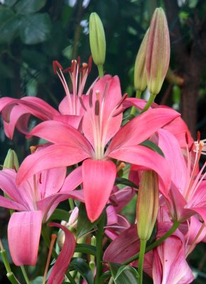 Lilies