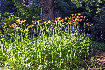 Day Lilies & Washington Square North