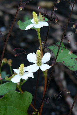 Unknown Flower