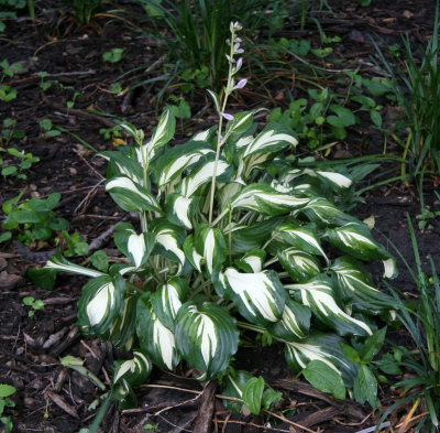 Hosta