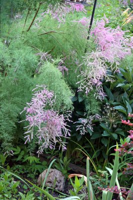 Tamarisk Tree Blossoms