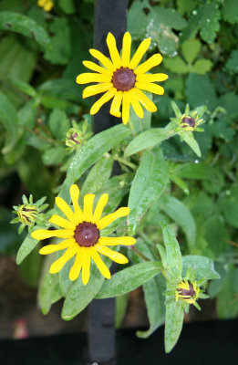 Black Eyed Susans